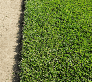 HTN Hybrid Texas Bluegrass Close-Up