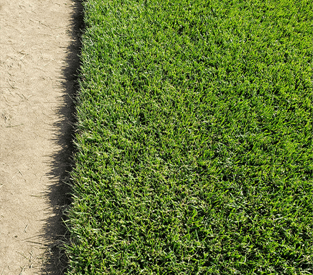 HTN Hybrid Texas Bluegrass Close-Up