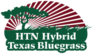 HTN Hybrid Texas Bluegrass