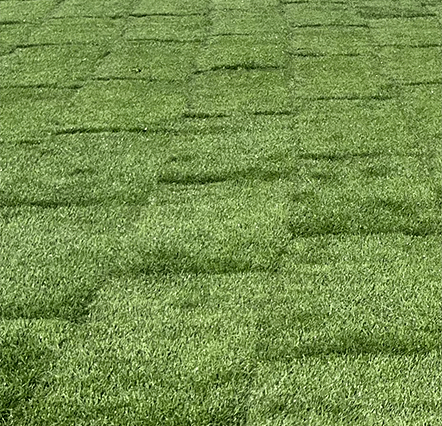 HTN Kentucky Bluegrass up close