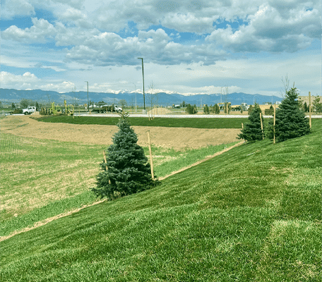 HTN Hybrid Texas Bluegrass on a commercial property slope