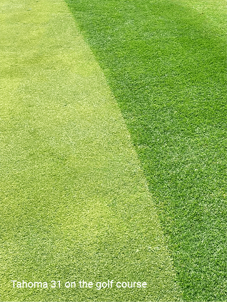 Tahoma 31 Bermudagrass on the golf course