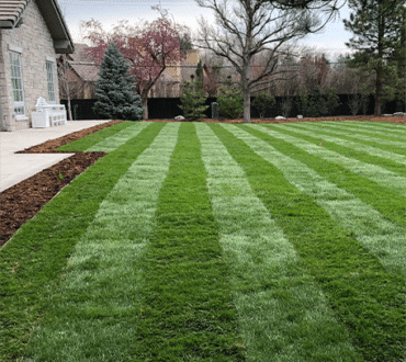 HTN Kentucky Bluegrass backyard, Centennial, Colorado