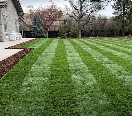 HTN Kentucky Bluegrass backyard, Centennial, Colorado