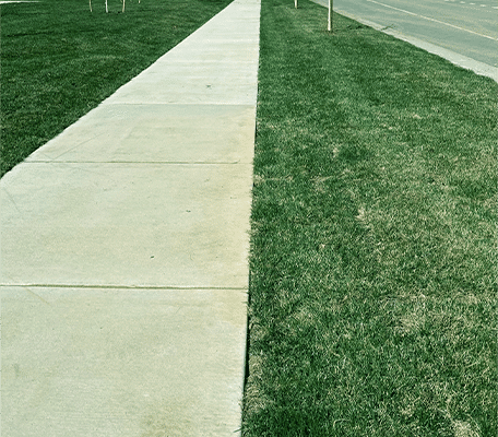 HTN 90/10 Fescue roadside, The Bend at Highland Meadows, Loveland, CO