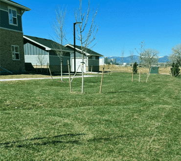 HTN 90/10 Fescue residential lawn, The Bend at Highland Meadows, Loveland, CO